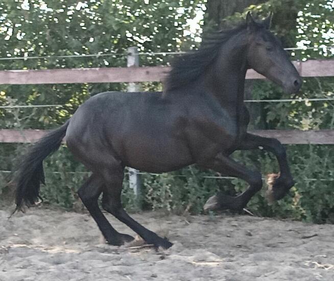 Ogier fryz fryzyjski kon