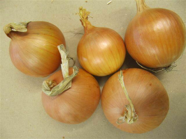 Sprzedaż hurtowa cebuli