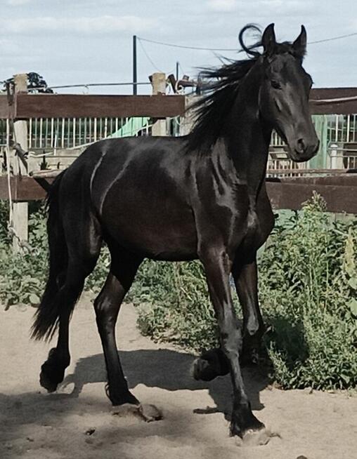 Ogier fryz fryzyjski kon