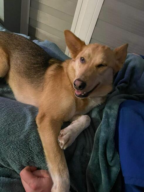 Miko ok 2 let.psiak czeka na odpowiedzialny dom Kaspian Satr