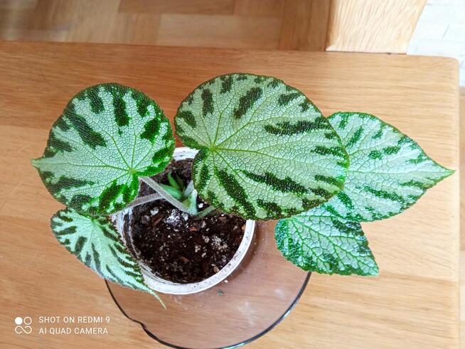 Begonia Silver Jewel-begonia zebra