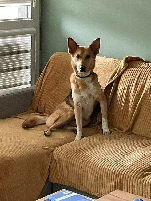 Miko ok 2 let.psiak czeka na odpowiedzialny dom Kaspian Satr