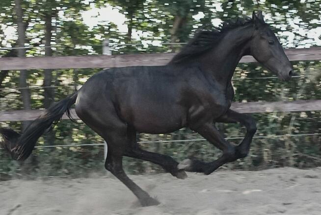 Ogier fryz fryzyjski kon