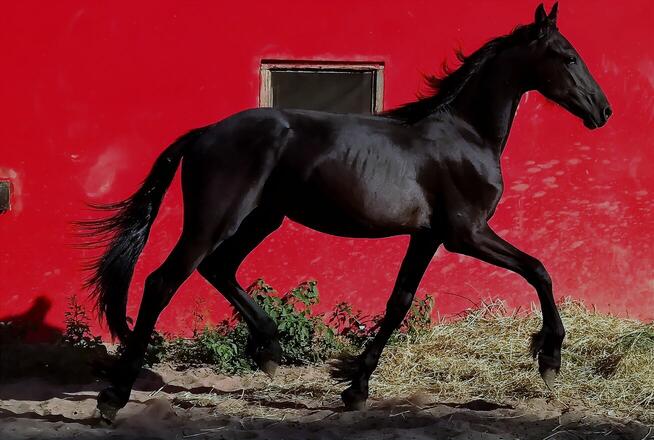 Ogier fryz fryzyjski kon