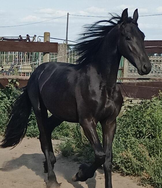 Ogier fryz fryzyjski kon