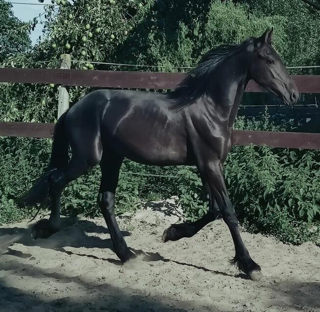 Ogier fryz fryzyjski kon