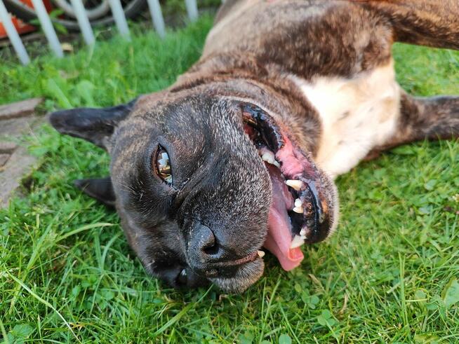 Chrapek szuka domu Jestem absolutną fanką tego psa!