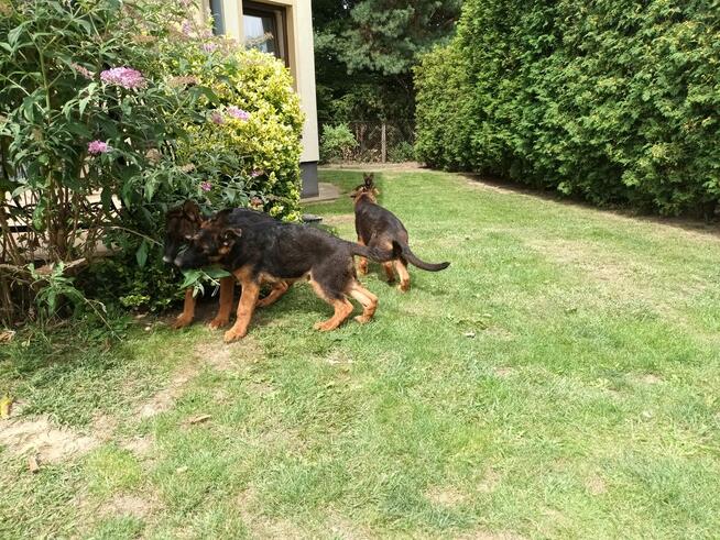 Sprzedam Szczenięta Owczarka Niemieckiego krótkowłosego