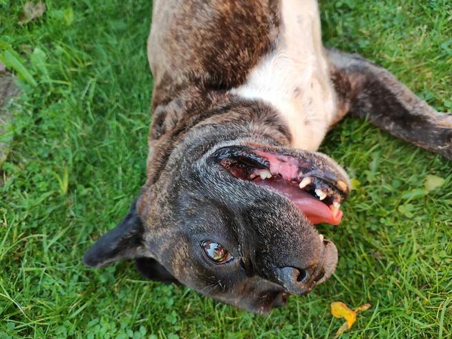 Chrapek szuka domu Jestem absolutną fanką tego psa!