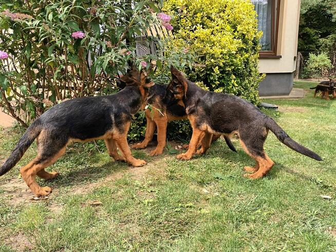 Sprzedam Szczenięta Owczarka Niemieckiego krótkowłosego