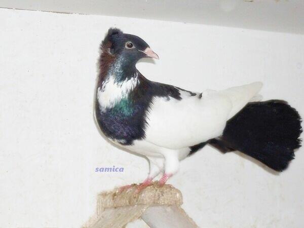 Gołębie, gdańskie wysokolotne, białe, czarne, mazery i srok.