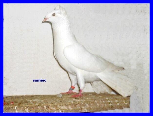 Gołębie, gdańskie wysokolotne, białe, czarne, mazery i srok.