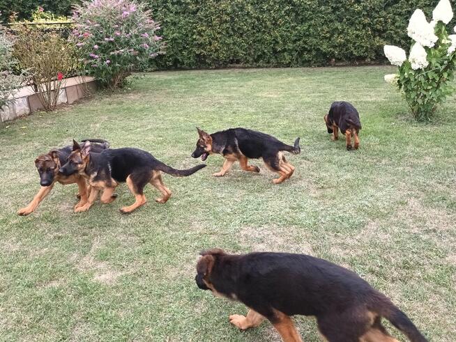 Sprzedam Szczenięta Owczarka Niemieckiego krótkowłosego