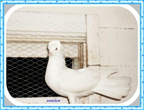 Gołębie, gdańskie wysokolotne, białe, czarne, mazery i srok.