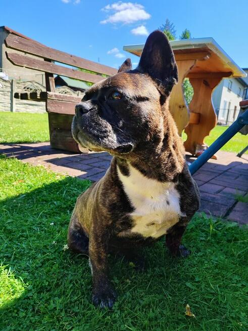 Chrapek szuka domu Jestem absolutną fanką tego psa!