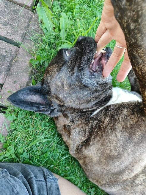 Chrapek szuka domu Jestem absolutną fanką tego psa!