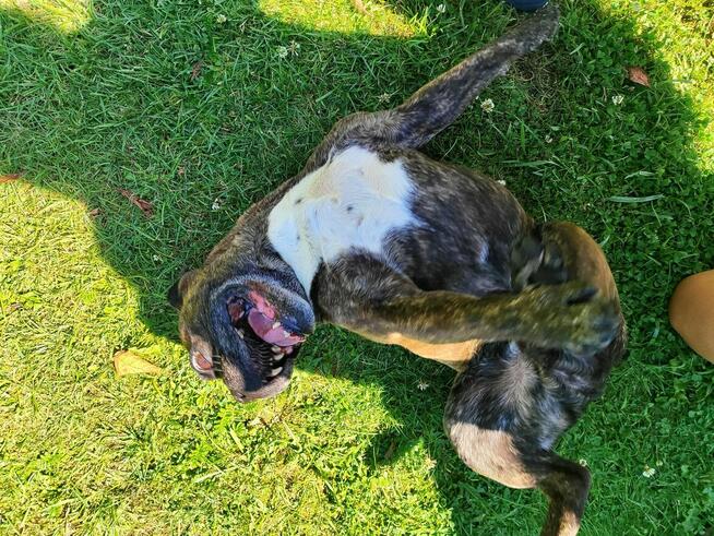 Chrapek szuka domu Jestem absolutną fanką tego psa!