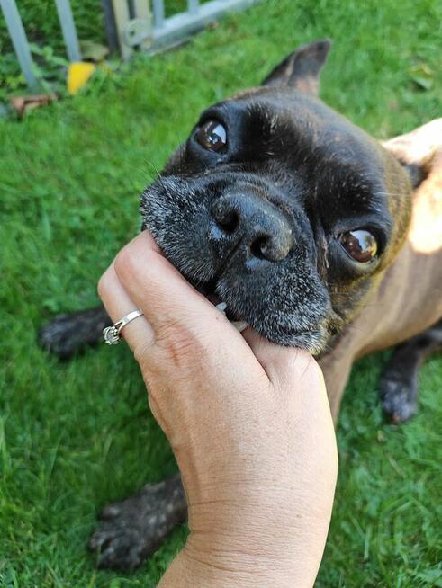Chrapek szuka domu Jestem absolutną fanką tego psa!
