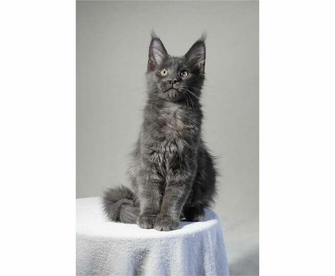 Kocięta Maine Coon