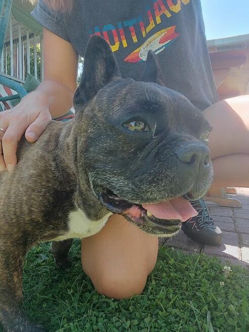 Chrapek szuka domu Jestem absolutną fanką tego psa!