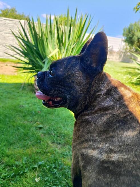 Chrapek szuka domu Jestem absolutną fanką tego psa!