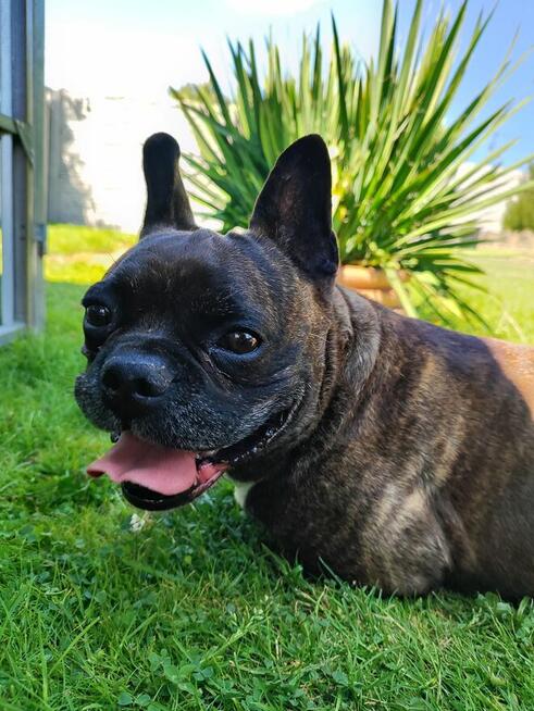 Chrapek szuka domu Jestem absolutną fanką tego psa!