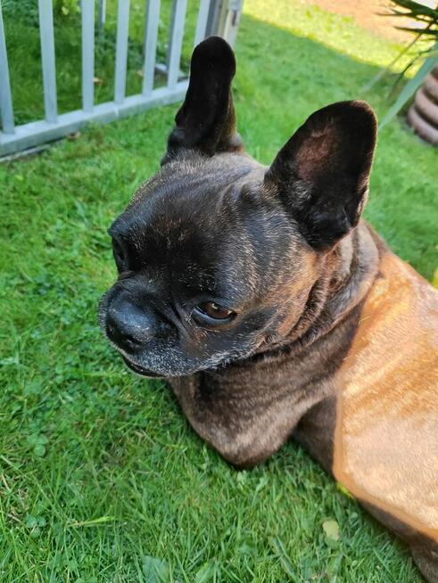 Chrapek szuka domu Jestem absolutną fanką tego psa!