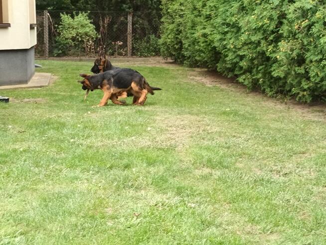 Sprzedam Szczenięta Owczarka Niemieckiego krótkowłosego