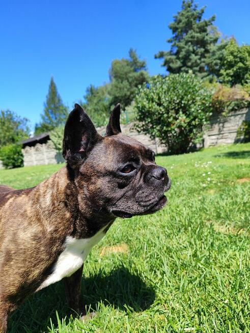 Chrapek szuka domu Jestem absolutną fanką tego psa!