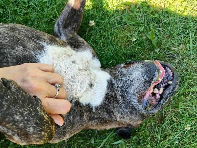 Chrapek szuka domu Jestem absolutną fanką tego psa!