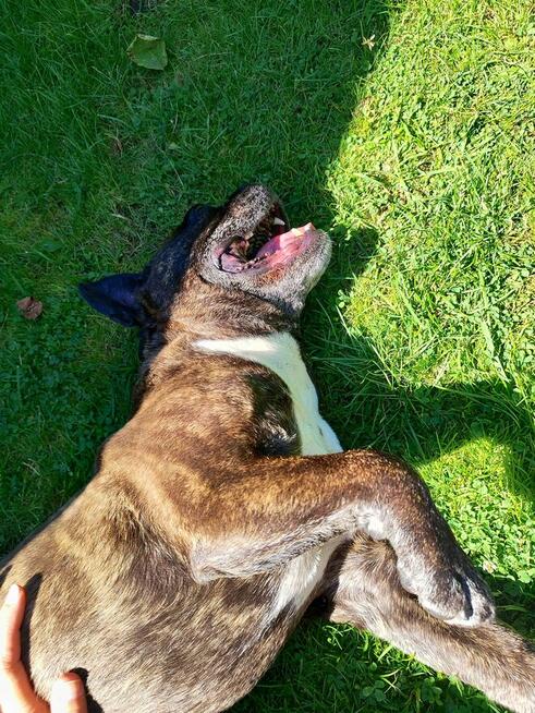 Chrapek szuka domu Jestem absolutną fanką tego psa!