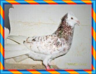 Gołębie, gdańskie wysokolotne, białe, czarne, mazery i srok.