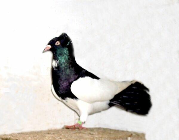 Gołębie, gdańskie wysokolotne, białe, czarne, mazery i srok.