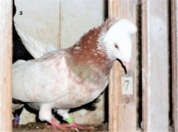 Gołębie, gdańskie wysokolotne, białe, czarne, mazery i srok.