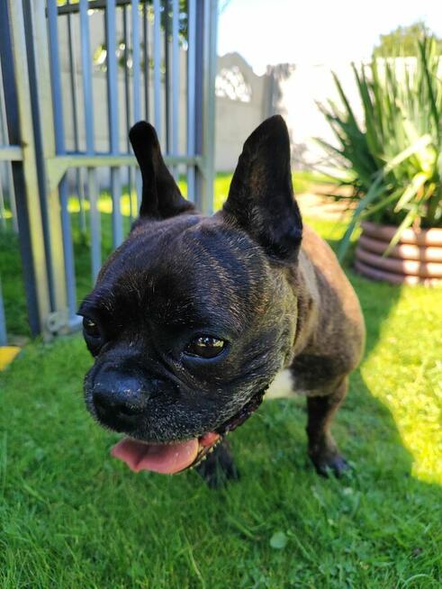 Chrapek szuka domu Jestem absolutną fanką tego psa!