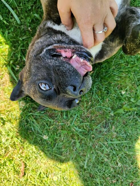 Chrapek szuka domu Jestem absolutną fanką tego psa!