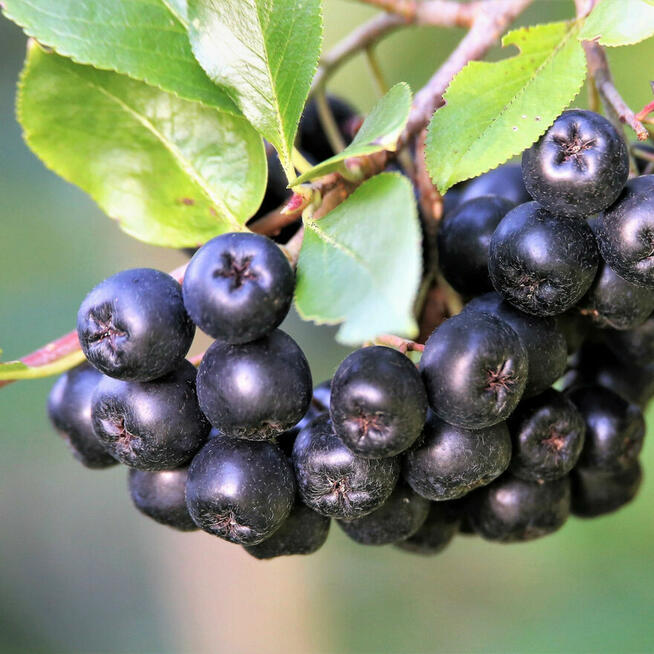 Aronia