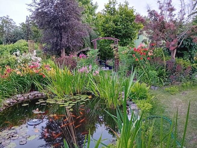 Sprzedam dwie działki ROD w Gostyninie