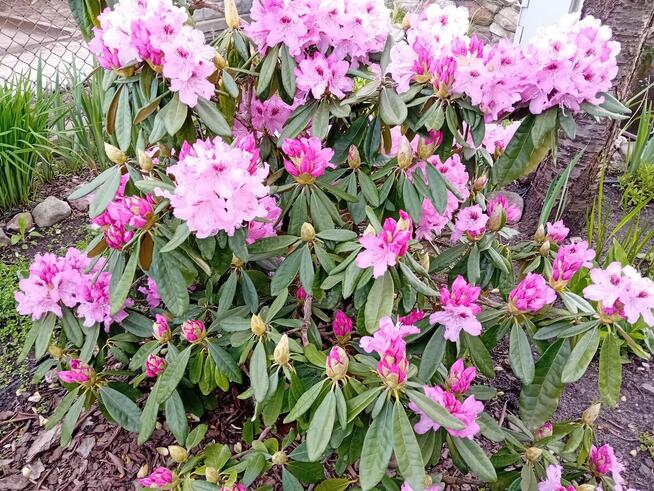 Sprzedam dwie działki ROD w Gostyninie