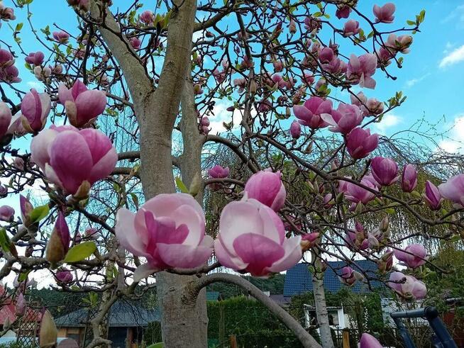 Sprzedam dwie działki ROD w Gostyninie