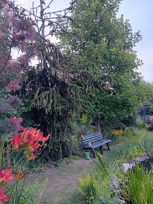 Sprzedam dwie działki ROD w Gostyninie