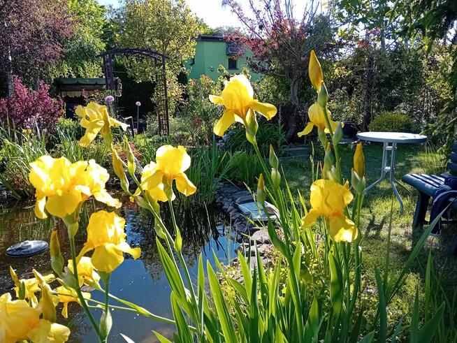 Sprzedam dwie działki ROD w Gostyninie