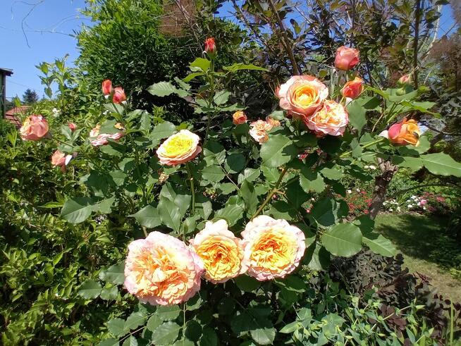 Sprzedam dwie działki ROD w Gostyninie