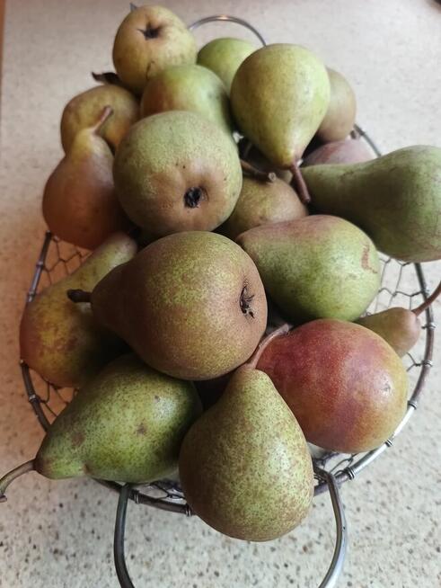 GRUSZKI KLAPSA sprzedam bezpośrednio tel.515514800