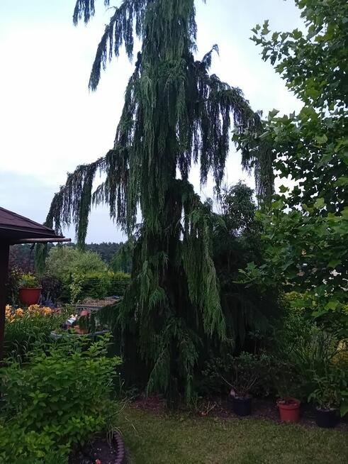 Sprzedam dwie działki ROD w Gostyninie