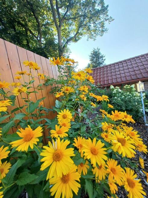 Apartament Noclegi Lubieszewo jezioro Lubie