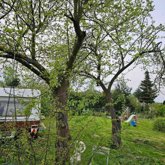 DZIAŁKA ROD MASZEWO