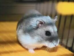 Domowy hotel dla małych zwierząt Milusiński