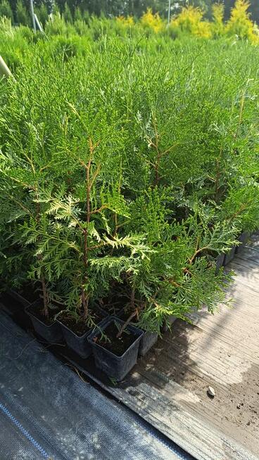 Tuja brabant wysokość 40- 50 cm p9