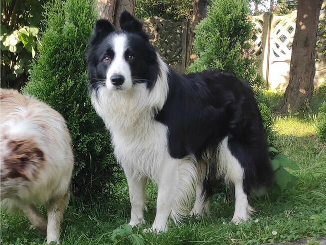 Reproduktor - Krycie - Border Collie